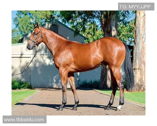 赛马赛车等竞速运动博彩体系的成熟度与监管现状分析与展望